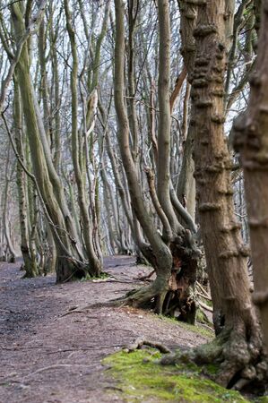 View through curved branches on a forest walkの写真素材