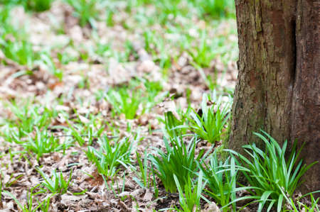 Background image with copy space of a forest floorの写真素材