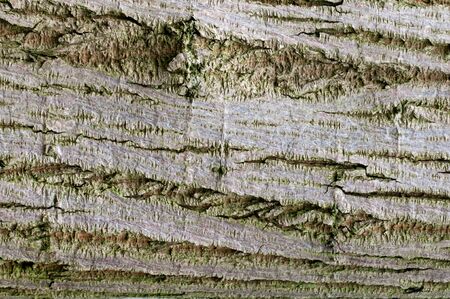 Close up wood background from a tree trunkの写真素材