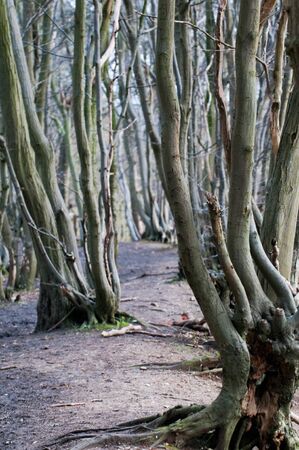View through curved branches on a forest walkの写真素材
