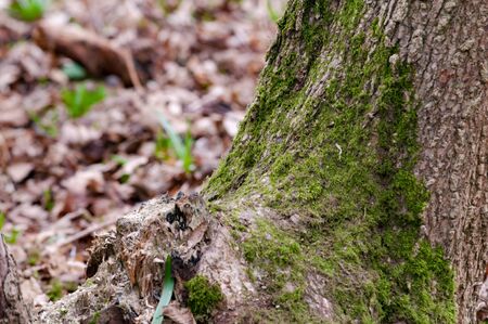 Background image with copy space of a forest floorの写真素材