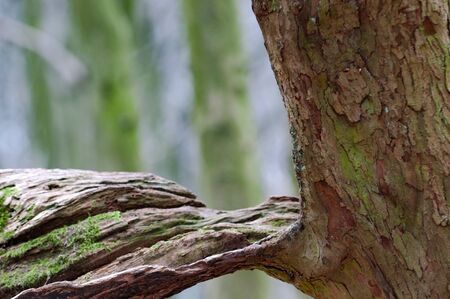 Green moss growing on a tree tunk in woodlandの写真素材