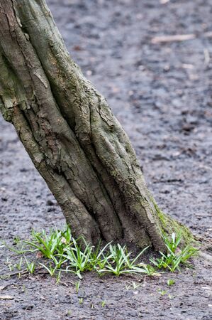 Background image with copy space of a forest floorの写真素材
