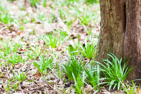 Background image with copy space of a forest floor