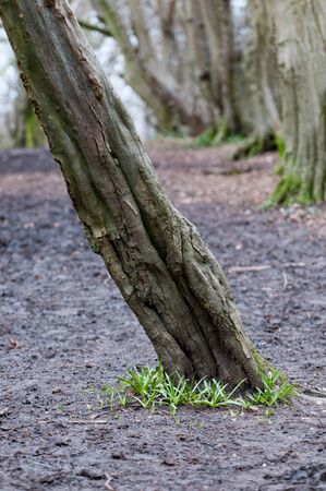 Background image with copy space of a forest floorの写真素材