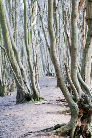 View through curved branches on a forest walkの写真素材