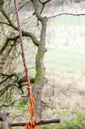 Home made rope swing on a tree in the forestの写真素材