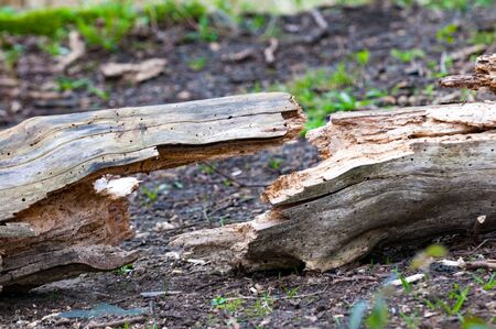 cracked log forming a symetrical shape on the forest floorの写真素材