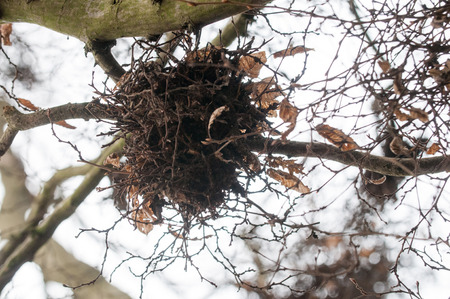 Many birds nests in a tall tree in woodlandの写真素材