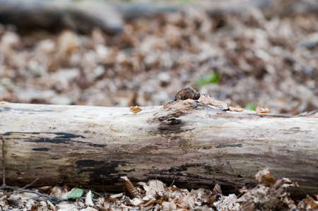 Background image with copy space of a forest floorの写真素材