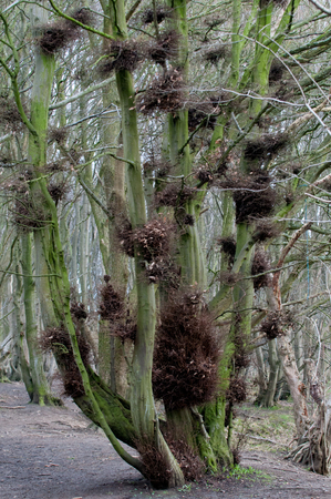 Many birds nests in a tall tree in woodlandの写真素材