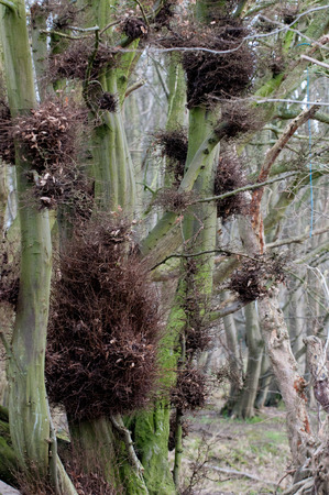 Many birds nests in a tall tree in woodlandの写真素材