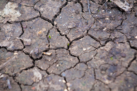 Tiny new plant growing from cracked dry earth in the forestの写真素材