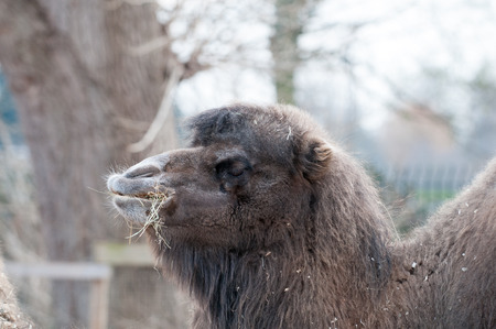 Close up view of a camel chewing some hayの写真素材