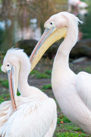 Profile view of a pelican in front of a pondの写真素材