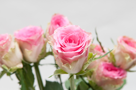 Arrangement of pink roses with opening petals on a bright white backgroundの写真素材