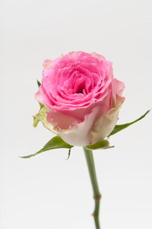 single pink rose with opening petals on a bright white backgroundの写真素材