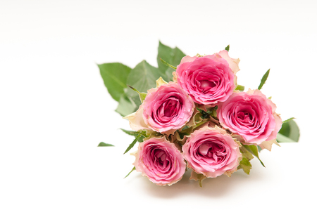 Arrangement of pink roses with opening petals on a bright white backgroundの写真素材