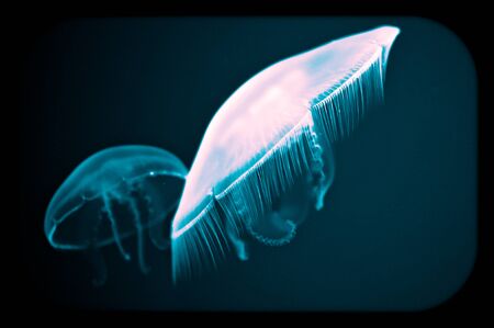 White Jellyfish swimming in blue water at the aquariumの写真素材