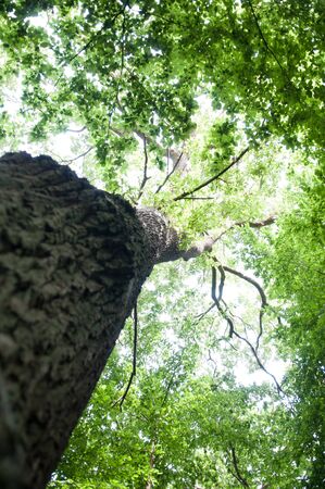 View up into the canopy of trees in a forestの写真素材