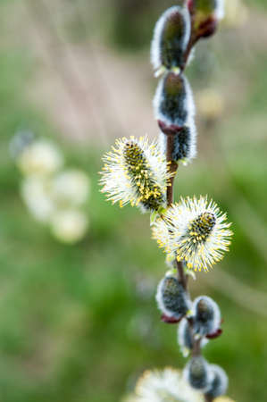 Young green plant bud growing in natural environmentの写真素材