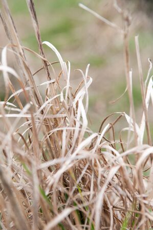 close up of tall dried grass growing in a fieldの写真素材