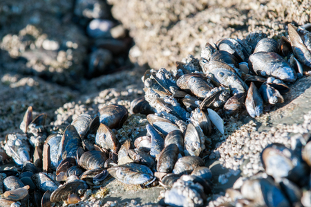 Mussels on a rock at the beach ready to pickの写真素材