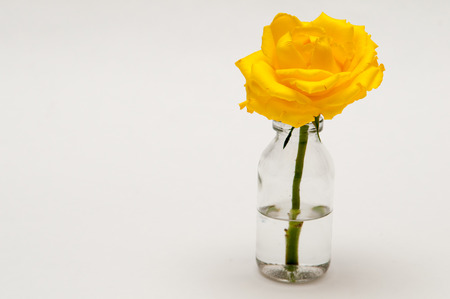 Close up of a single bright yellow rose in a small jar of waterの写真素材