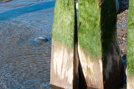 Old wooden breakwater with green seaweed on the topの写真素材