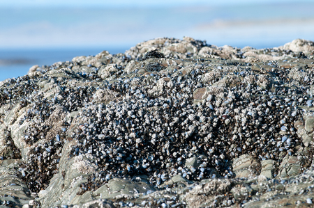 Mussels on a rock at the beach ready to pickの写真素材