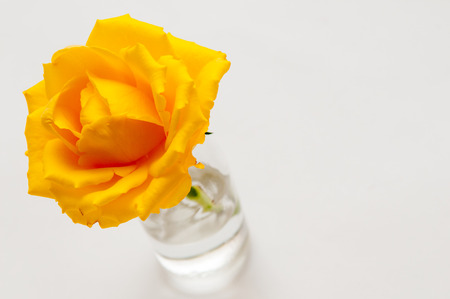 Close up of a single bright yellow rose in a small jar of waterの写真素材