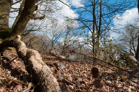 Forest pathway in a clearing with natfural sunlight and shadowsの写真素材