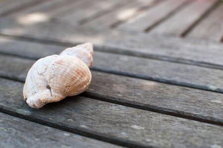 calm, relaxing background image of a sea shell on a wooden table with copy spaceの写真素材
