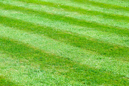 Perfect flat neat lawn with stripes mown into tfhe grassの写真素材