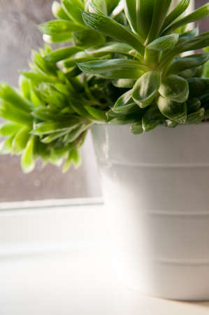 Green succulent plant with shallow depth of fieldの写真素材