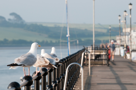Seagulls standing on a railing next to the harbourの写真素材