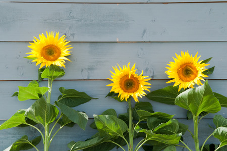 Sunflowers growing in a row on a rustic backgroundの写真素材