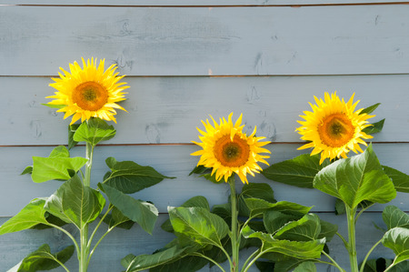 Sunflowers growing in a row on a rustic backgroundの写真素材