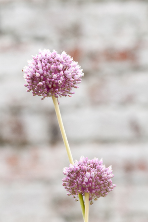 Flowering plant on a brick wall backgroundの写真素材
