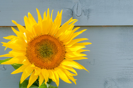 Sunflower growing on a rustic backgroundの写真素材