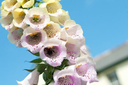 Foxglove flowers with close up of purple petalsの写真素材