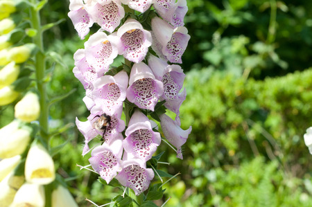 Foxglove flowers with close up of purple petalsの写真素材