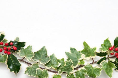Festive sprig of holly and ivy leaves with berries isolated on a white background for a christmas templateの写真素材