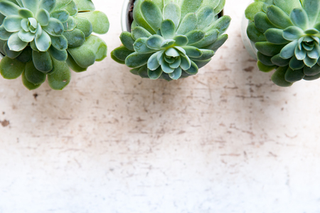 Row of succulent plants on a white desk viewed from aboveの写真素材