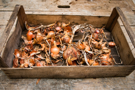 Home grown organic vegetables in a crate with a wooden backgroundの写真素材