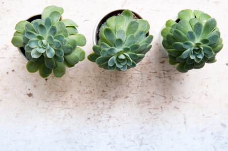 Row of succulent plants on a white desk viewed from aboveの写真素材