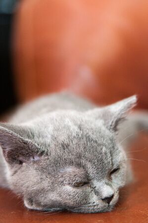 Cute sleeping kitten resting and relaxing, Feline animalの写真素材