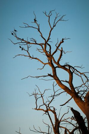Birds in a tree gathered on a branch