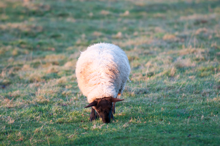 sheep in a field eating grassの写真素材