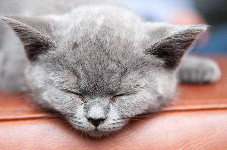 Cute sleeping kitten resting and relaxing, Feline animalの写真素材